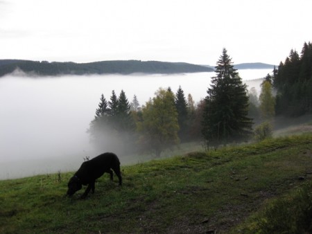 Mist in het dal