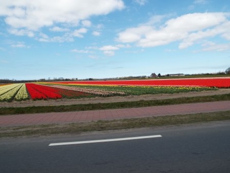 Lisse met natuurlijk de bloembollen velden :)